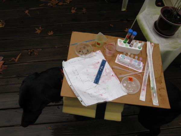 /Images/uploads/Carolina Tiger Rescue/PetTabbies/entries/15369thumb.jpg